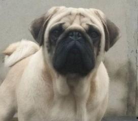 巴哥爆料新版本视频下载,新版本视频下载功能强势上线，一键保存精彩瞬间！